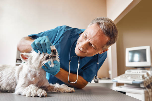 Best Emergency Denture Repair in Grove City, FL